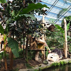 Oasis - White-faced saki island, 2022-06-28