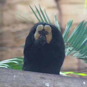 White-faced saki (Pithecia pithecia), 2022-06-28