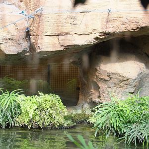 Oasis - Off-show housing for white-faced sakis, 2022-06-28