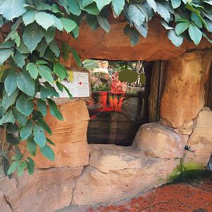 Oasis - Sugar glider exhibit, 2022-06-28