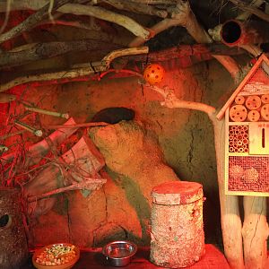 Oasis - Sugar glider exhibit, 2022-06-28