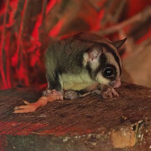 Sugar glider (Petaurus breviceps), 2022-06-28