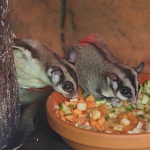 Sugar gliders (Petaurus breviceps), 2022-06-28