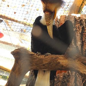 Wreathed hornbill (Rhyticeros undulatus), 2022-06-28