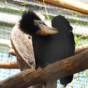 Wreathed hornbill (Rhyticeros undulatus), 2022-06-28