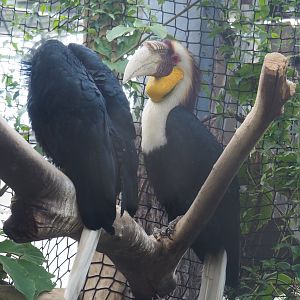 Wreathed hornbill (Rhyticeros undulatus), 2022-06-28