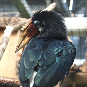 Solomon Blyth`s hornbill (Rhyticeros plicatus mendanae), 2022-06-28