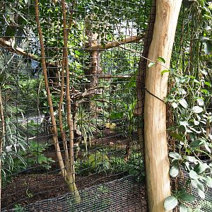 Oasis - Solomon Blyth's hornbill aviary, 2022-06-28