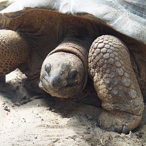 Aldabra giant tortoise (Aldabrachelys gigantea), 2022-06-28