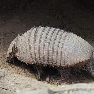 Large hairy armadillo (Chaetophractus villosus), 2022-06-28