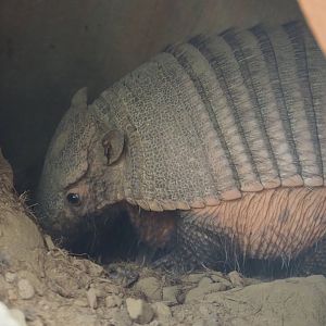 Large hairy armadillo (Chaetophractus villosus), 2022-06-28