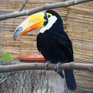 Toco toucan (Ramphastos toco), 2022-06-28