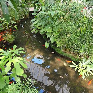 Oasis - Fish and slider turtle pond, 2022-06-28