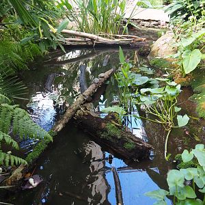 Oasis - Fish and slider turtle pond, 2022-06-28