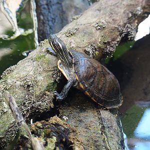 Yellow-bellied slider (Trachemys scripta scripta), 2022-06-28