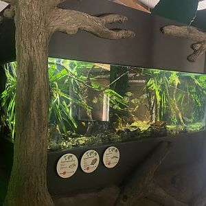 African fish exhibit 040822