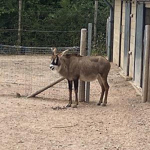 Roan antelope 040822