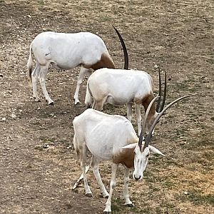 Scimitar-horned oryxes 040822
