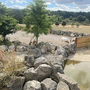 Wild Explorers African grassland exhibit 040822