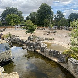 Wild Explorers African grassland exhibit 040822