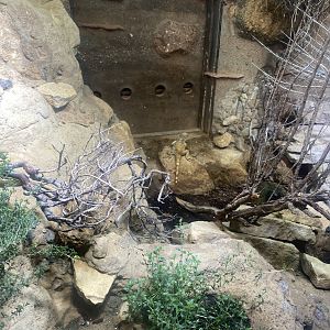 Desert House - Starred agama exhibit 040822