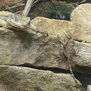 Desert House - Starred agamas 040822