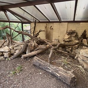 Yellow mongoose external exhibit 040822
