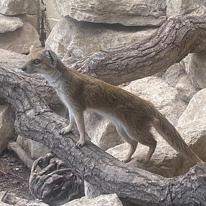 Yellow mongoose 040822