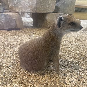 Yellow mongoose 040822