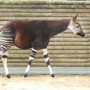 Okapi 040822