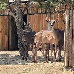 Greater kudu -Réserve Africaine de Sigean (2022)