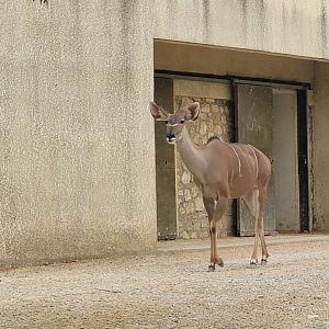 Greater kudu -Réserve Africaine de Sigean (2022)