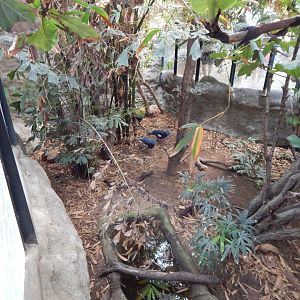 Tropical House 040822