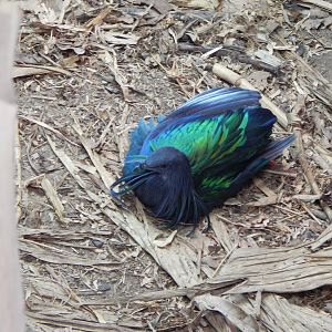 Tropical House - Nicobar pigeon 040822