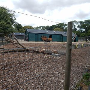 Javan banteng enclosure 040822