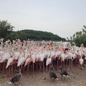 Greater flamingo and Greylag geese -Réserve Africaine de Sigean (2022)
