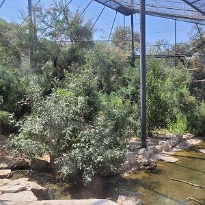 Breeding aviary -Réserve Africaine de Sigean (2022)