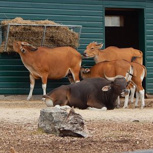 Javan bantengs 040822