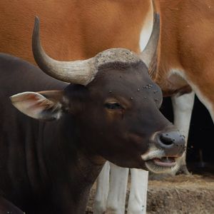 Javan banteng 040822