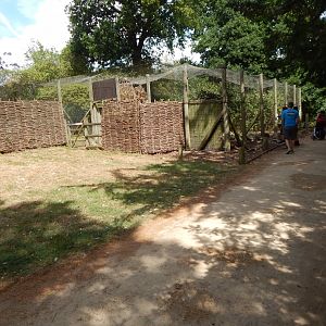 Himalayan monal aviary 040822