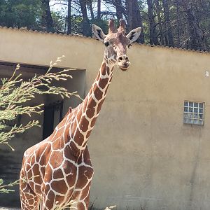 Reticulated giraffe -Réserve Africaine de Sigean (2022)