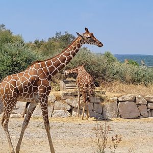 Reticulated giraffe -Réserve Africaine de Sigean (2022)