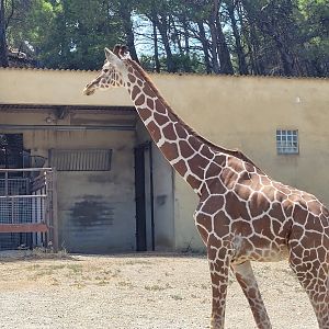 Reticulated giraffe -Réserve Africaine de Sigean (2022)