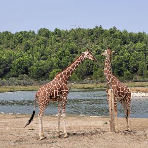 Reticulated giraffe -Réserve Africaine de Sigean (2022)