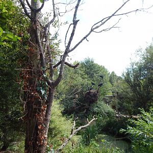 Walkthrough Aviary 040822