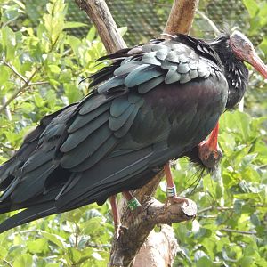 Walkthrough Aviary - Waldrapps 040822