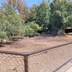 Vietnamese pig exhibit -Réserve Africaine de Sigean (2022)