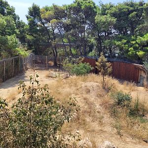 African wild dog exhibit -Réserve Africaine de Sigean (2022)