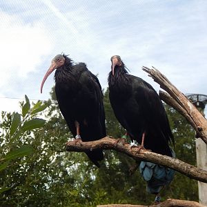 Walkthrough Aviary - Waldrapps 040822