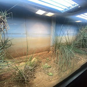 Reptile House - Egyptian tortoise exhibit 040822